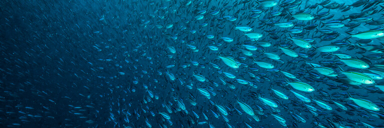 School of Fish