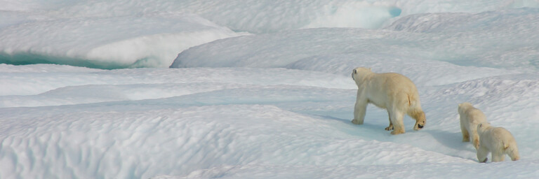Polar bear and two cubs on ice floe.