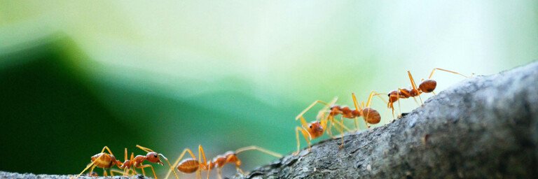 Macro Photo of Five Orange Ants