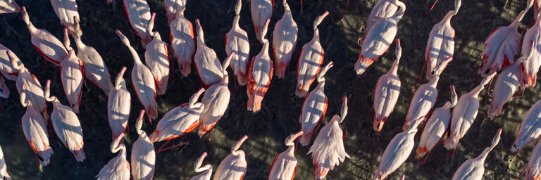 Flamingos on lake