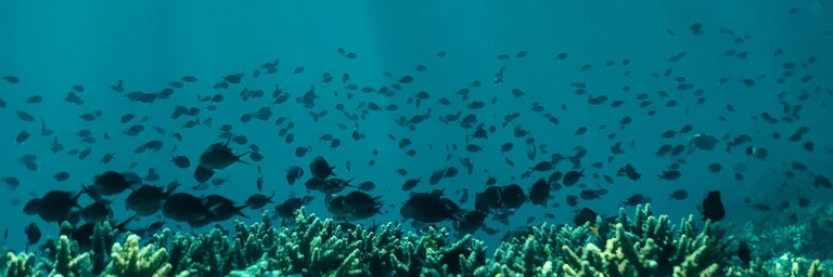 Fish and coral under the sea