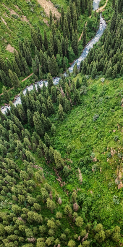 forests
