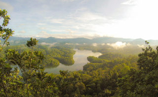 River running through rainforest