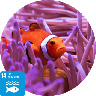 sdg14