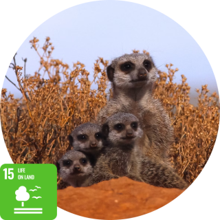 sdg15