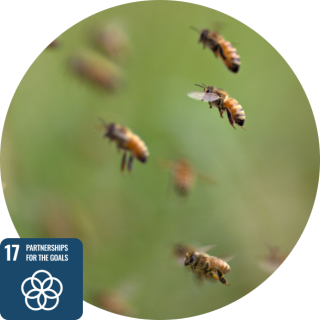 sdg17