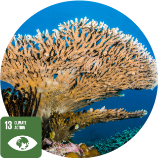 SDG 13